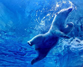 Low angle view of polar bear swimming underwater at chime-long ocean kingdom