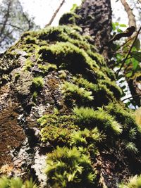 Close-up of moss growing on tree trunk