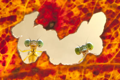 Dragonflies and unique leaves