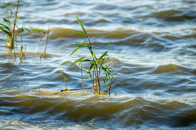 Close-up of plant growing in sea