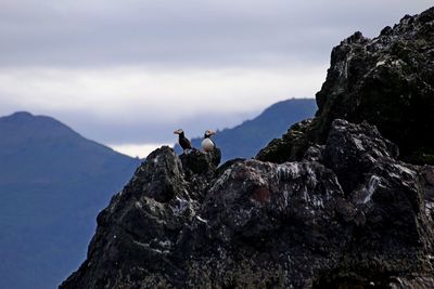 Horned puffin, grewinigk glacier, homer