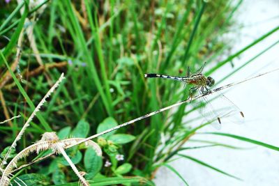 Close-up of dragonfly on grass