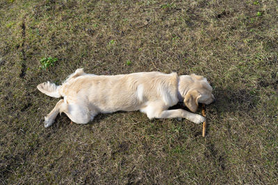 A young male golden retriever lies in the grass and bites a stick.