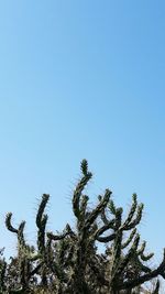 Low angle view of trees against clear blue sky