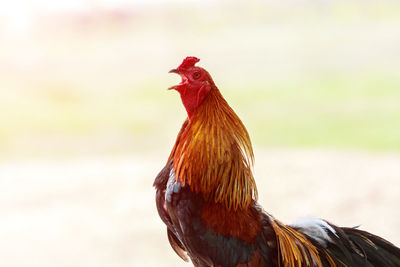 Close-up of a rooster