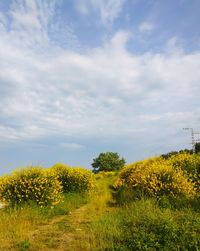 Yellow flowering plants on field against sky