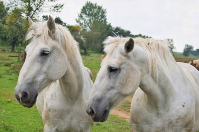 Portrait of horses