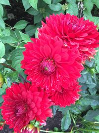 Close-up of red flowers blooming outdoors