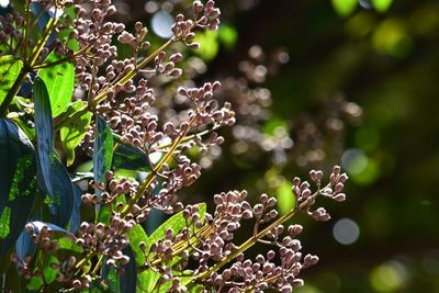 Close-up of flowers