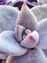 High angle view of succulent plant