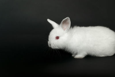 Beautiful white, fluffy baby rabbit playing in green grass