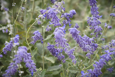 Close-up of purple flowering plants on field