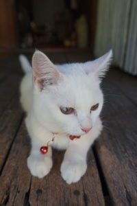 Close-up of white cat on hardwood floor