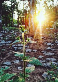 Close-up of plants against sunset