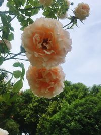 Low angle view of flower blooming against sky