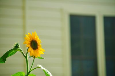 Close-up of yellow flowering plant