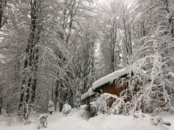 Bare trees on snow covered field