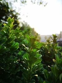 Close-up of fresh green plant in field