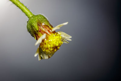 Close-up of insect on plant