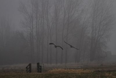 Birds flying over landscape against sky