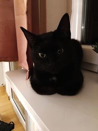 Portrait of black cat sitting at home