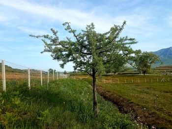 Tree on field against sky