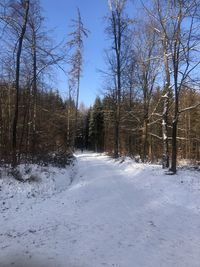 Road amidst bare trees during winter