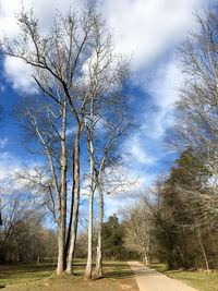 Close-up of tree against sky