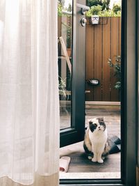 Cat sitting by door at home