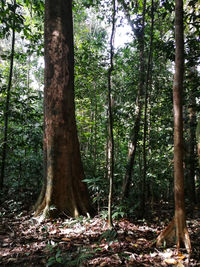 View of trees in forest