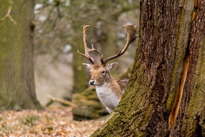Close-up of deer on tree trunk