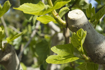 Close-up of fresh green leaves