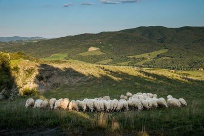 Hay bales on field against sky