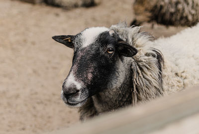 Close-up of sheep