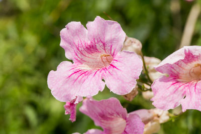 Close-up of pink flowering plant