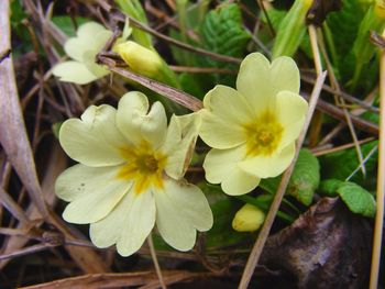 Close-up of white flowers