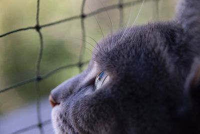 Close-up portrait of cat