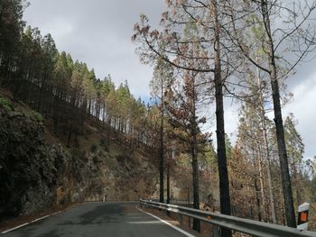 Road amidst trees against sky