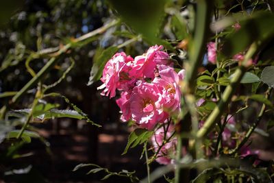 Close-up of pink flowering plant