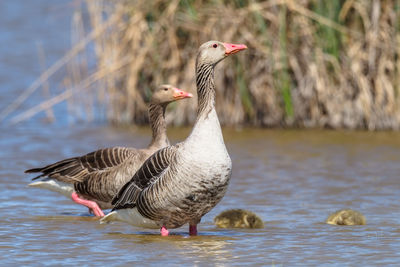 Mallard ducks at lakeshore