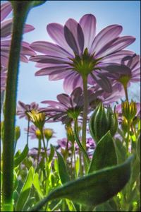 Close-up of pink flowering plant against sky