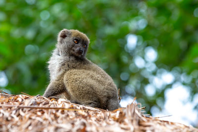 Close-up of monkey sitting on branch