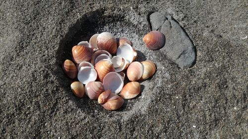 High angle view of shells on rock