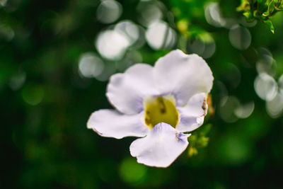 Close-up of fresh white flower blooming in park