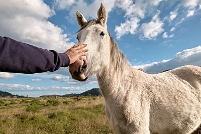 Closeup portrait of beautiful white horse with blue eye. hand touching e head of horse. 