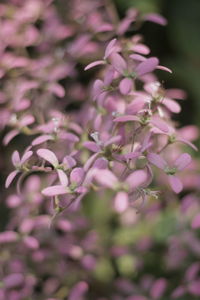 Close-up of pink flowers