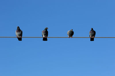 Low angle view of birds perching on cable against clear blue sky. pigeons. 