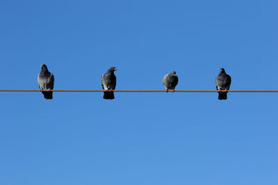 Low angle view of birds perching on cable against clear blue sky. pigeons. 