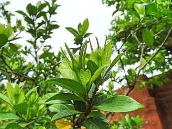 Low angle view of leaves on tree