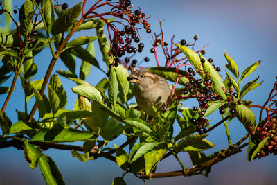 Low angle view of bird perching on tree